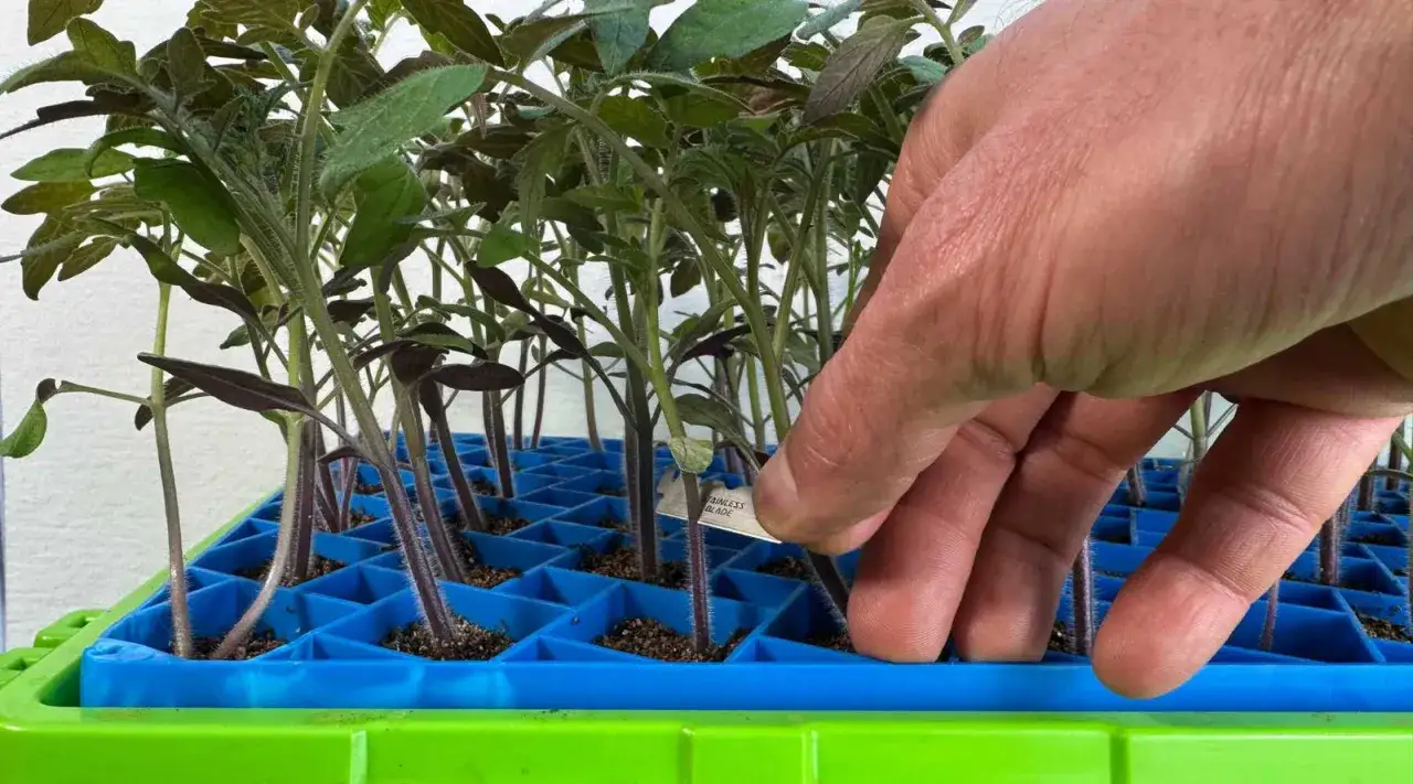 Main d'un jardinier préparant à greffer des tomates, tenant une petite étiquette près des jeunes plants dans un plateau bleu.