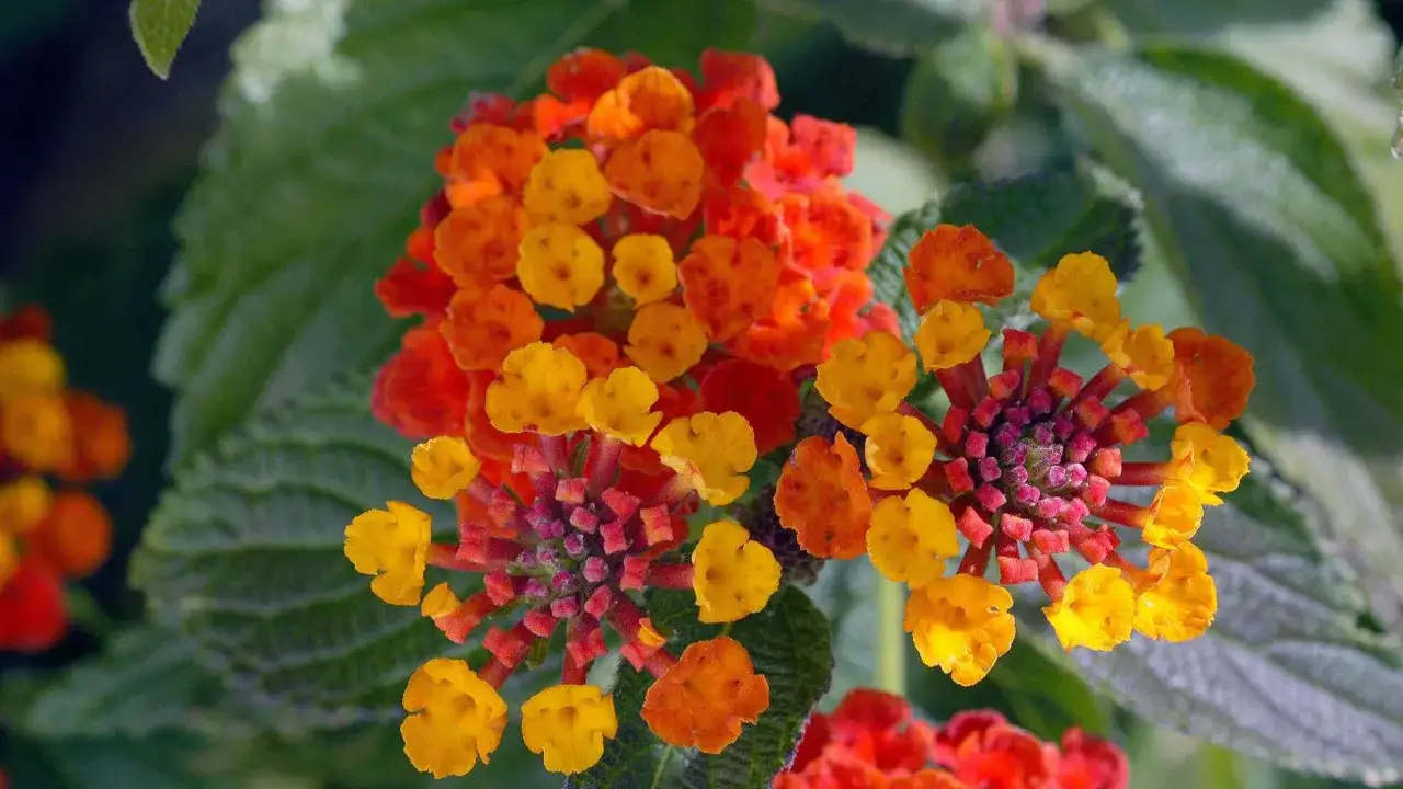 Balkonpflanzen sonne: leuchtende Bl&uuml;ten in Orange und Gelb, die sich im warmen Licht zeigen.