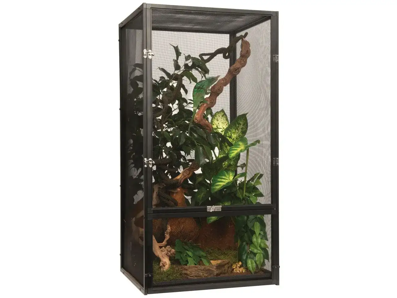 Zielony kameleon w swoim domowym terrarium, wspina się po gałęzi wśr&oacute;d bujnej roślinności.