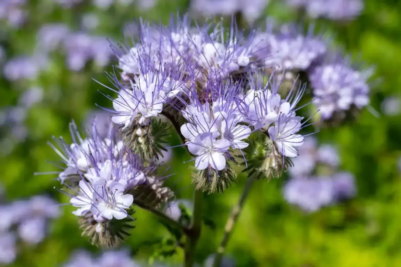 Fleurs de phacélie aux teintes lilas, parfaites pour une fiche technique. Leurs étamines fines et violettes ressortent sur un fond vert flou.