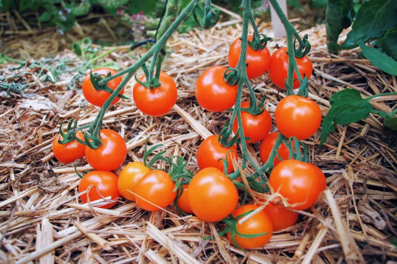 Grappes de meilleures tomates cocktail, mûres et brillantes, reposant sur un lit de paille.