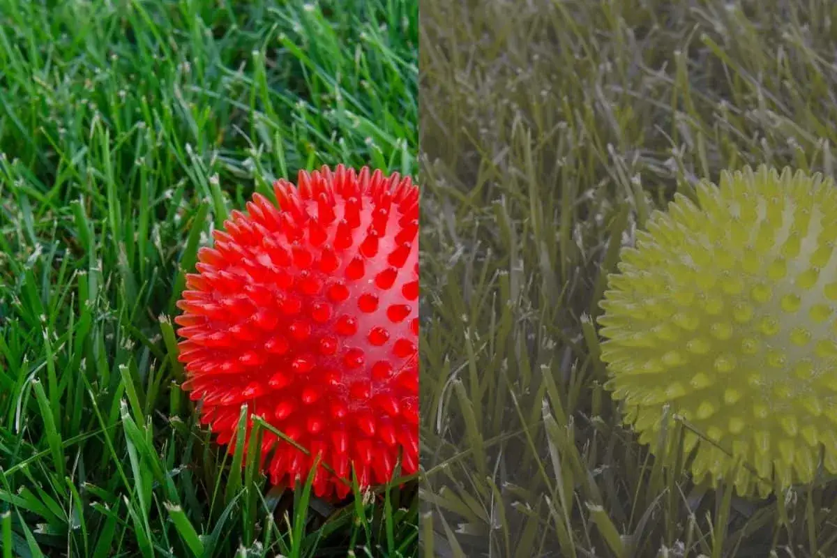Comparación de cómo ven los perros: una pelota roja vibrante y una pelota amarilla descolorida sobre hierba verde.