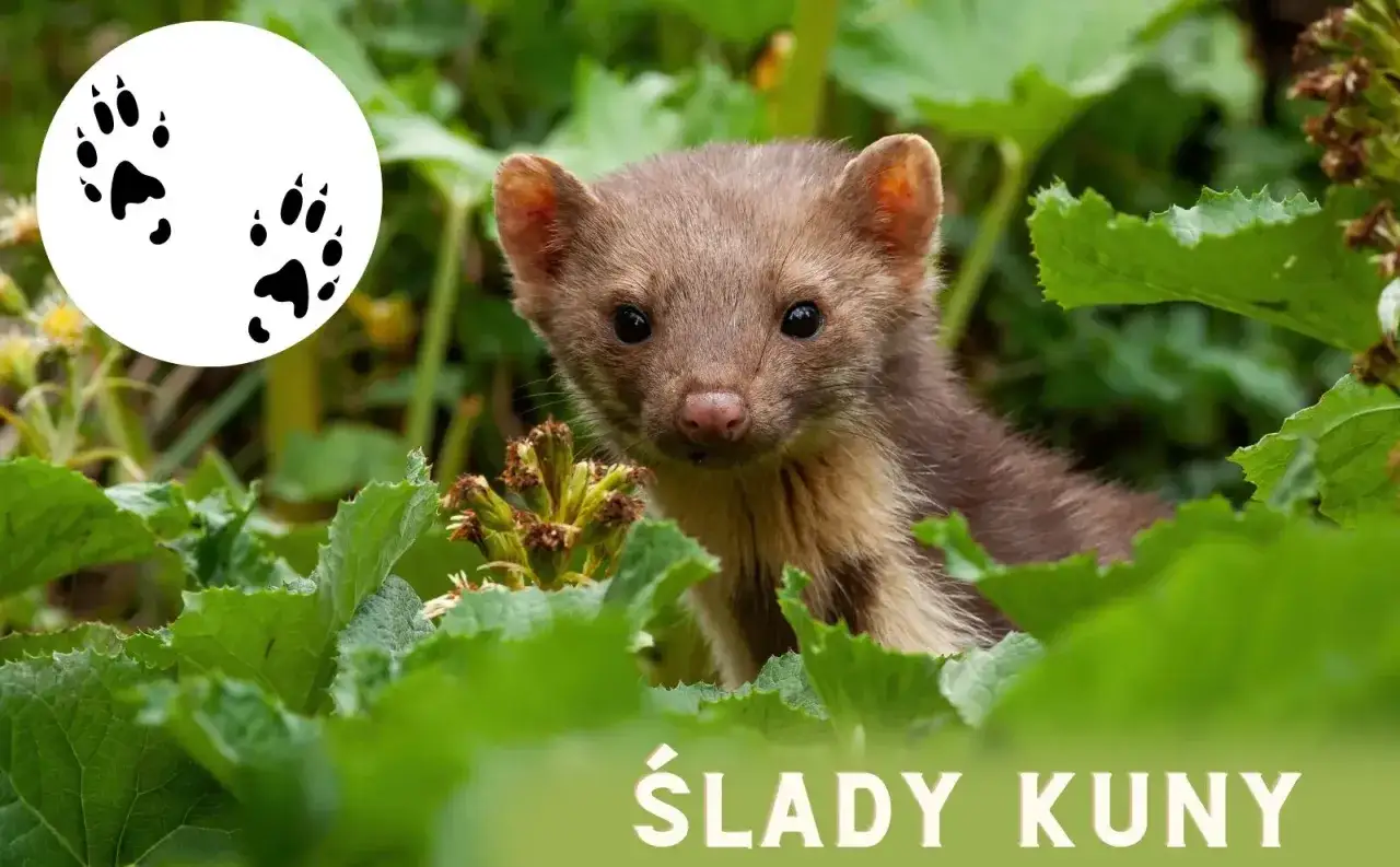 Kuna, która dusi kury i zostawia ślady. Widać jej pyszczek wśród zieleni i odciski łapek.