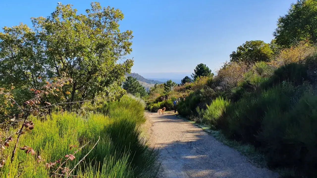 Disfruta de las rutas de senderismo en Toledo. Un camino de tierra rodeado de vegetación exuberante, con personas y perros paseando bajo un cielo azul.