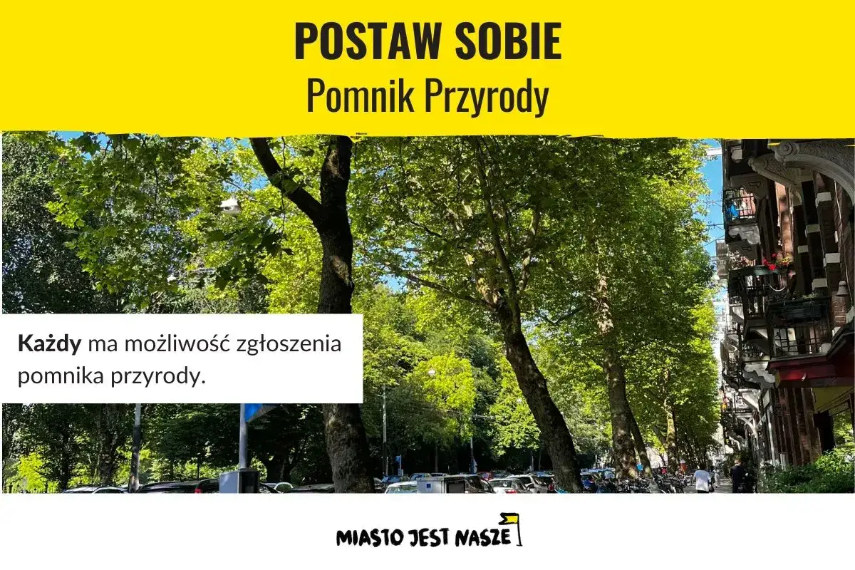 Zgłoś pomnik przyrody na prywatnej działce. Duże drzewa wzdłuż ulicy, budynki, samochody.