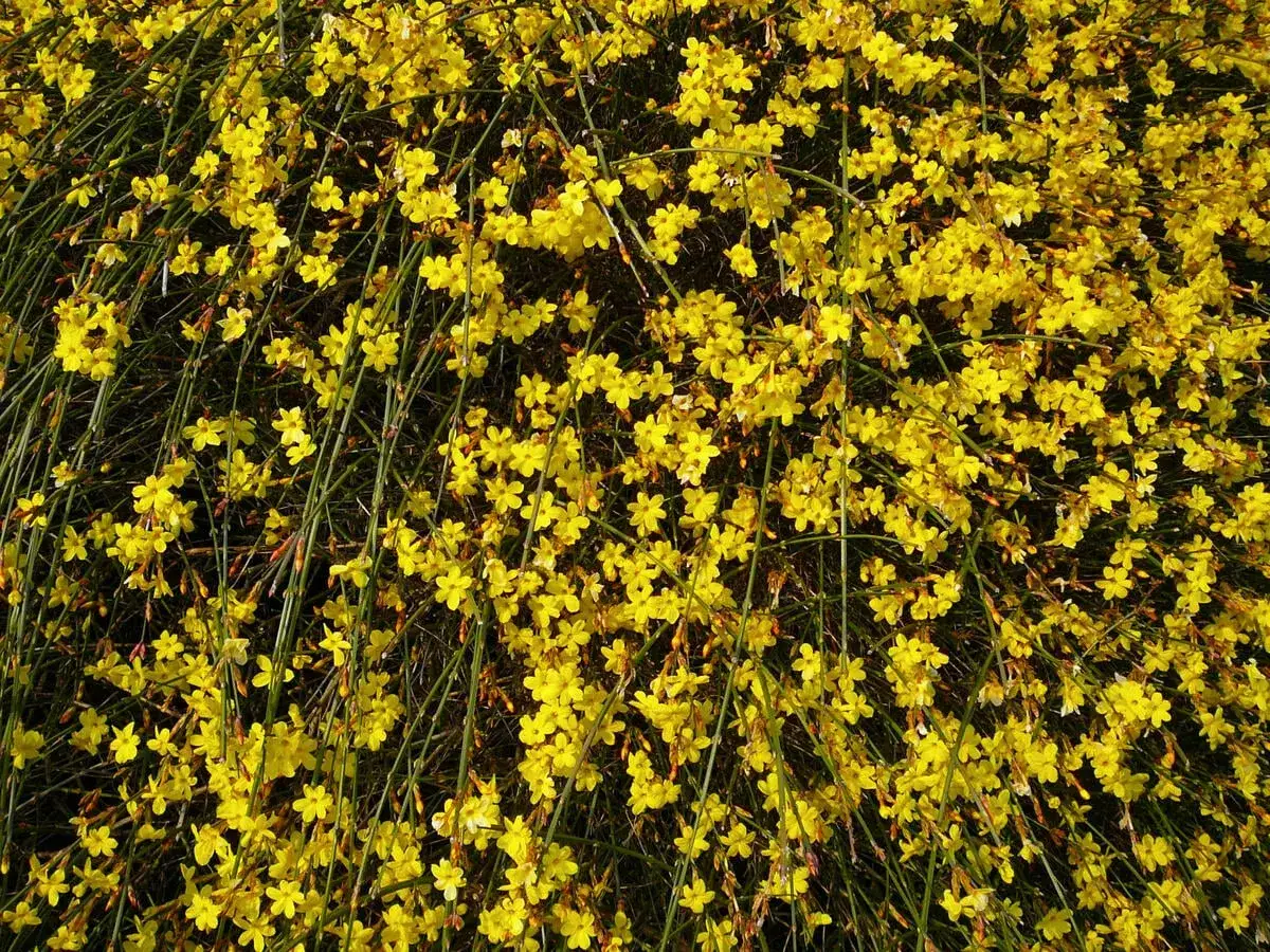 Ein Meer aus kleinen, gelben Blüten. Diese Winterjasmin-Pflanze zeigt, dass Jasmin winterhart sein kann und auch im kalten Wetter blüht.