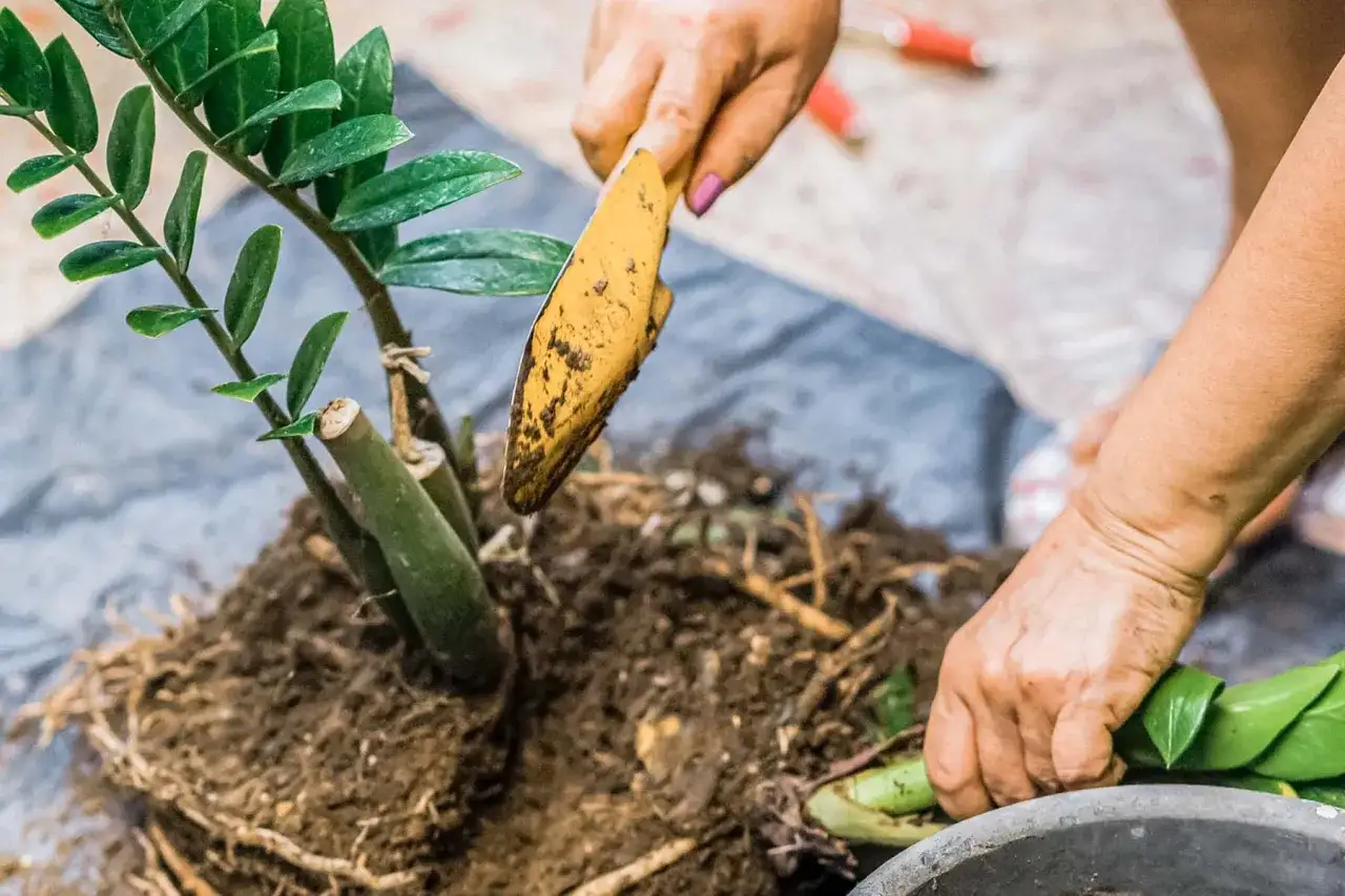 Händer planterar en garderobsblomma stickling med en liten spade.