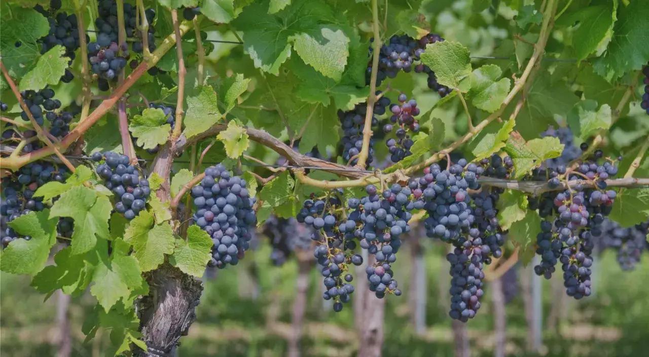 Grappes de raisin noir m&ucirc;res pendantes sur des vignes luxuriantes, promettant un excellent mill&eacute;sime au domaine Roumier.