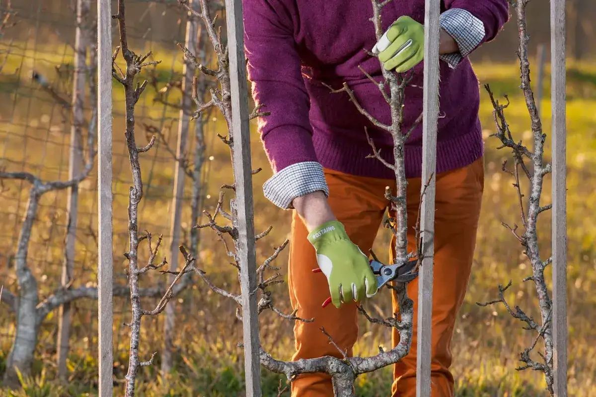 Apprendre comment tailler un pommier en espalier. Un jardinier aux gants verts taille un jeune arbre fruitier palissé sur des tuteurs en bois.