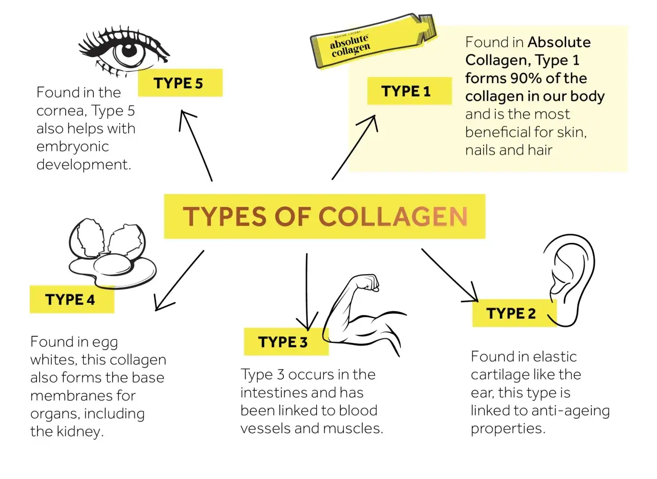Explora cuántos tipos de colágeno hay: Tipo 1 (piel, uñas, cabello), Tipo 2 (cartílago, anti-envejecimiento), Tipo 3 (intestinos, vasos, músculos), Tipo 4 (claras de huevo, riñones) y Tipo 5 (córnea, desarrollo embrionario).