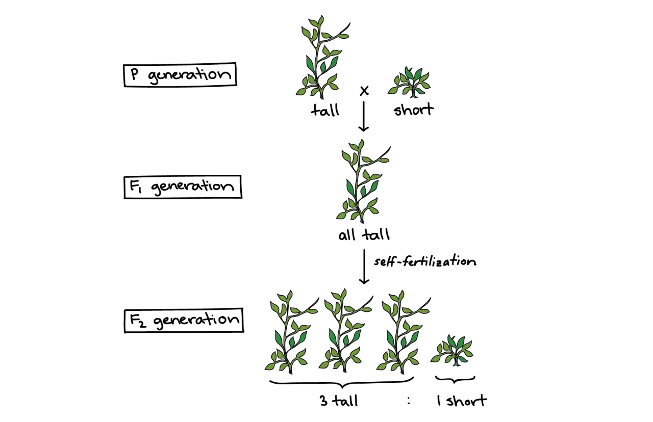 Diagrama de los guisantes de Mendel: cruce de plantas altas y cortas (generaci&oacute;n P), todas altas (generaci&oacute;n F1), y luego 3 altas por 1 corta (generaci&oacute;n F2).