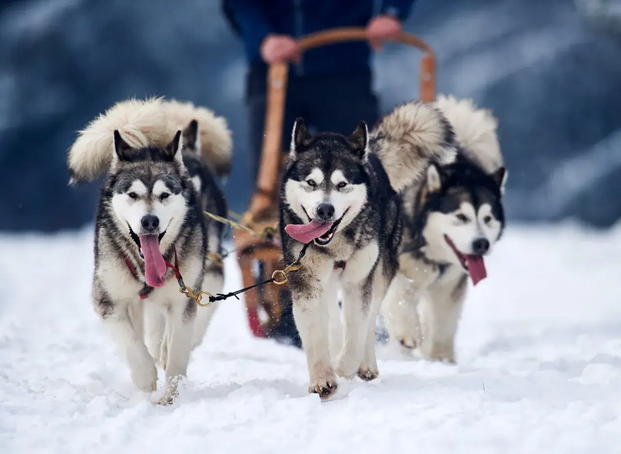 Trzy psy rasy husky syberyjski biegną w zaprzęgu po śniegu, z wywieszonymi językami.