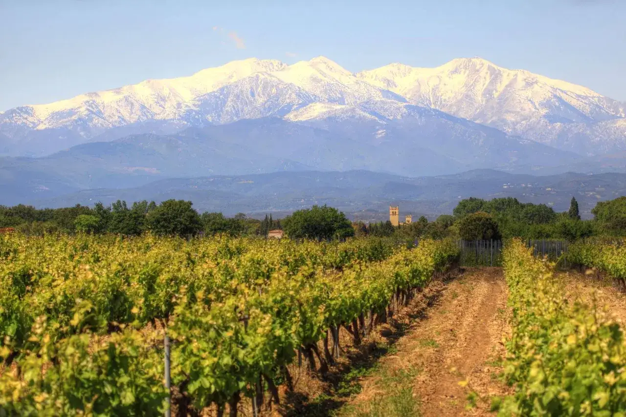 Vignes verdoyantes sous un ciel bleu, avec des montagnes enneigées en arrière-plan, typiques du **côte du Roussillon**.