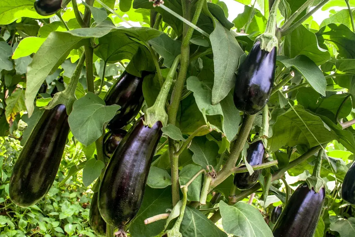 Reife Auberginen hängen an einem Strauch. Das Aubergine pflanzen war erfolgreich und die Früchte sind bereit zur Ernte.