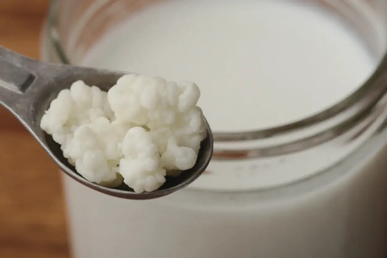 Kefir-Körner auf einem Löffel, bereit, in Milch für die Gärung gegeben zu werden.