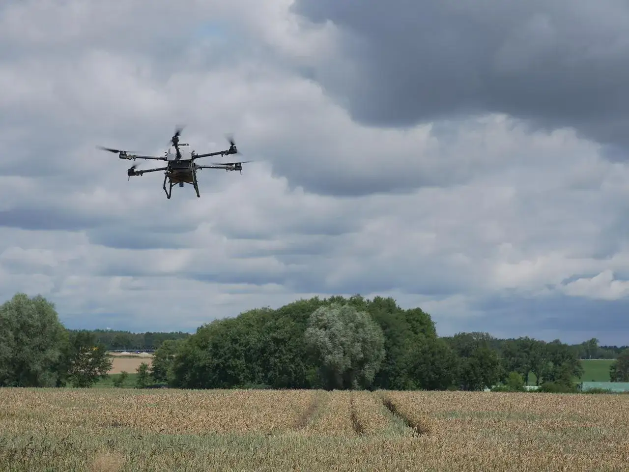 Eine Drohne fliegt über ein Feld mit reifem Getreide. Der Himmel ist bewölkt.