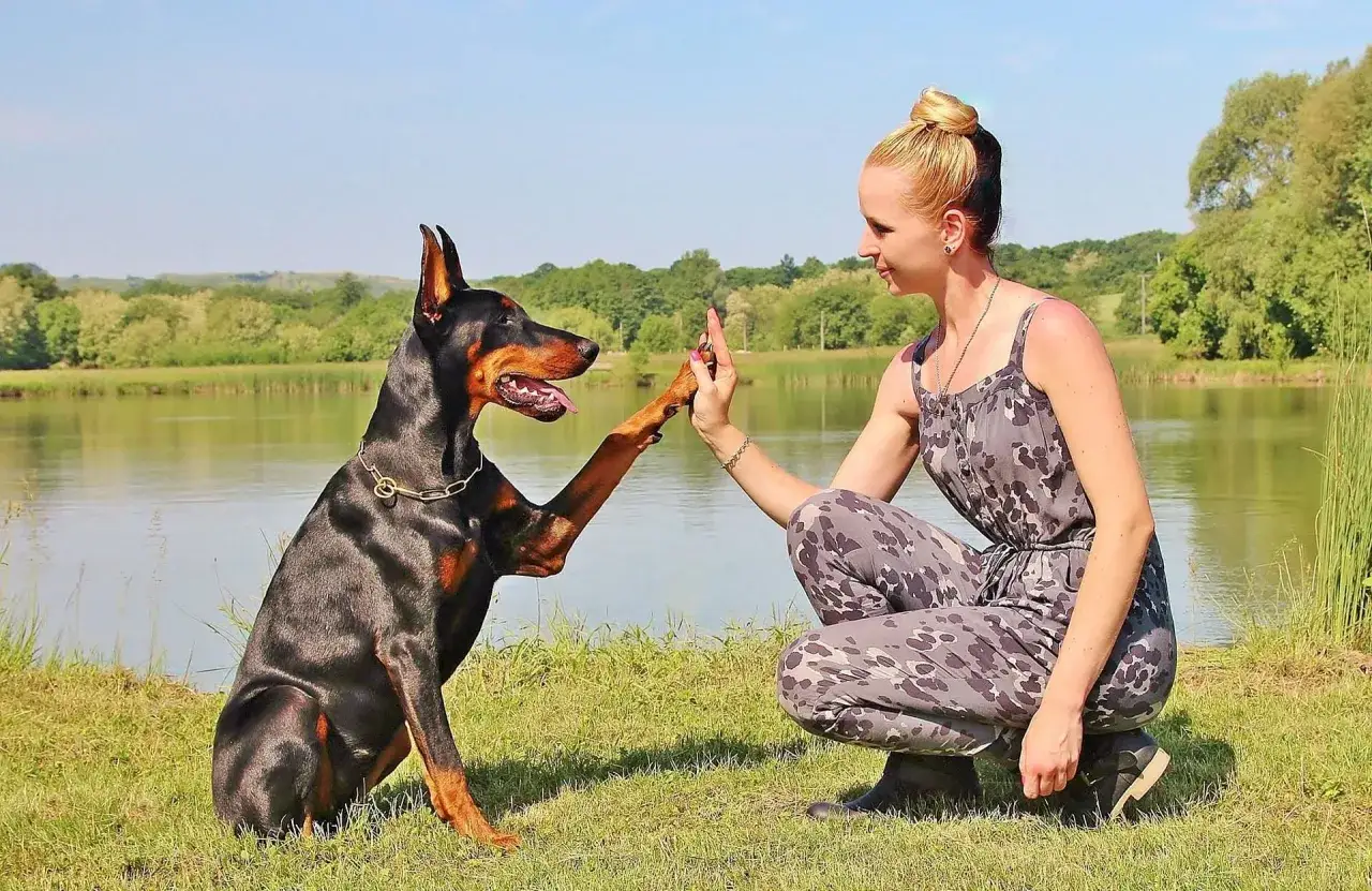 Doberman daje łapę właścicielce nad jeziorem. Pokazuje, jak oduczyć psa bronienia zasob&oacute;w, budując zaufanie.