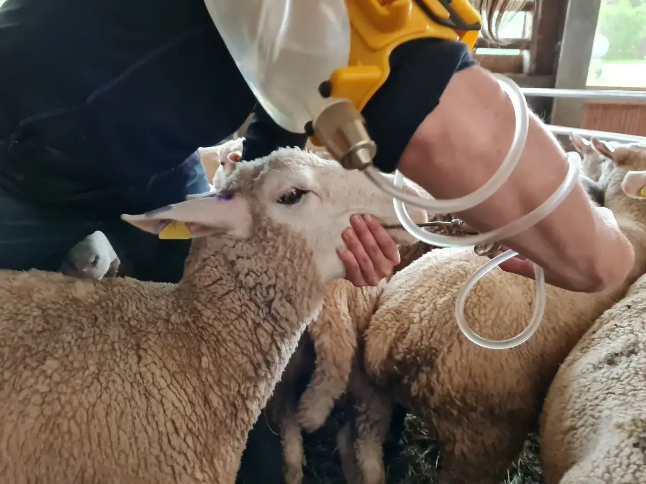 Eine Hand hält den Kopf eines Schafes, während eine andere Person mit einem gelben Gerät und einem Schlauch Flüssigkeit verabreicht. Dies ist Teil der Routine zur **Schafsentwurmung**.