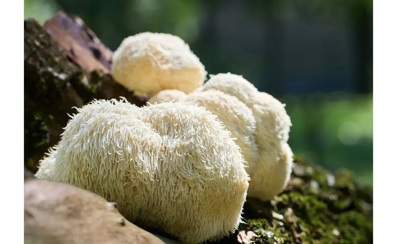 Grzyby **lion's mane** wyrastają z pnia drzewa, przypominając puszystą grzywę.