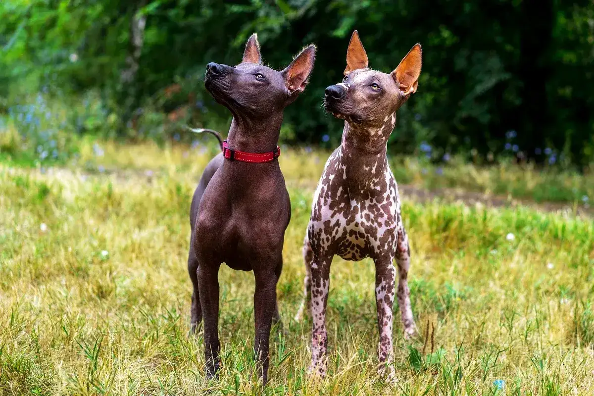 Zwei nackte Hunde, einer dunkelbraun mit rotem Halsband, der andere gefleckt, stehen auf einer sonnigen Wiese.