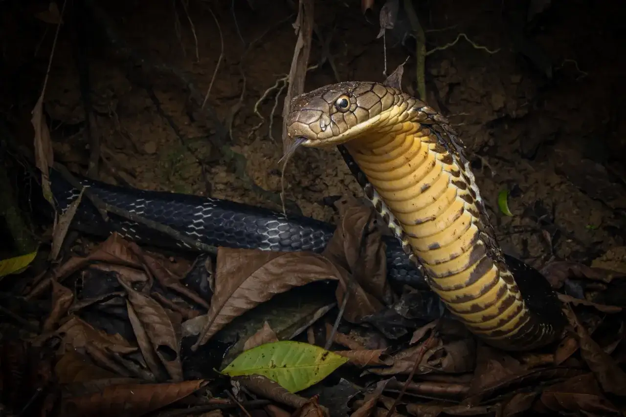 Una majestuosa cobra real negra, con su cabeza levantada y lengua b&iacute;fida, emerge entre hojas secas y ra&iacute;ces en la penumbra del bosque.