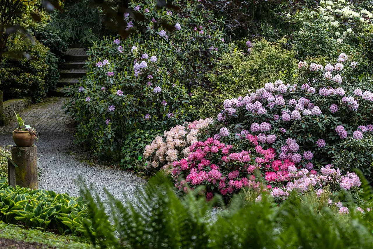 Arboretum Wojsławice: kwitnące rododendrony zachwycają wiosną. Idealny czas na wizytę, gdy wszystko budzi się do życia.