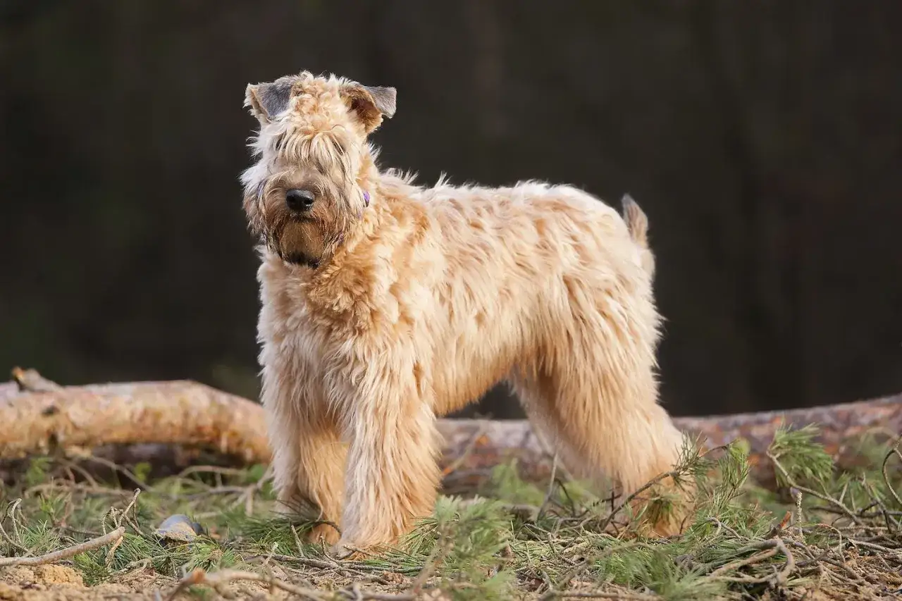 Uroczy irish soft coated wheaten terrier z puszystą sierścią stoi na leśnej ściółce.