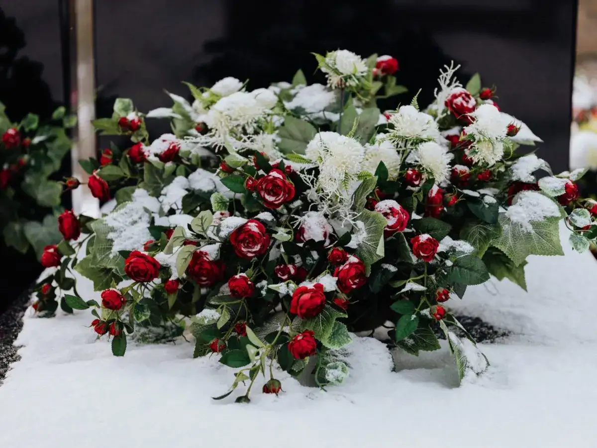 Vackra bilder på gravplanteringar med röda rosor och vita blommor täckta av snö. En stillsam hyllning i vinterlandskapet.
