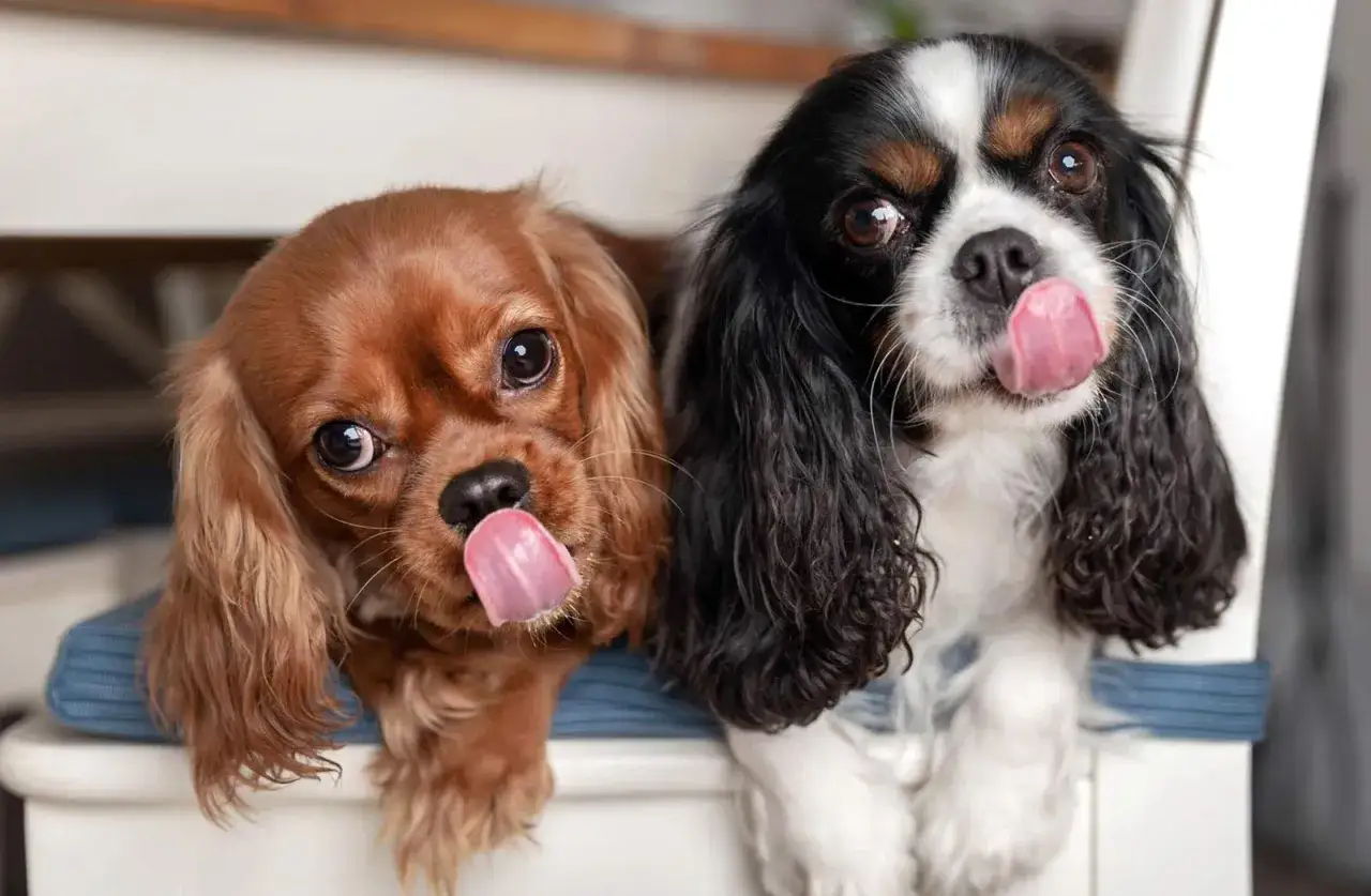 Dwa urocze Cavalier King Charles Spaniel, idealne jako spokojny pies do mieszkania, oblizują się z apetytem.