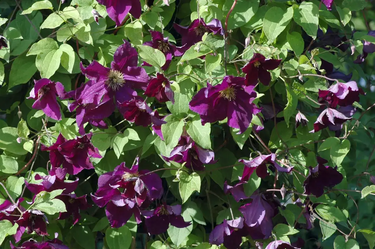 Üppige, dunkelviolette Clematis-Blüten mit grünen Blättern. Die richtige Clematis Pflege sorgt für dieses Blütenmeer.