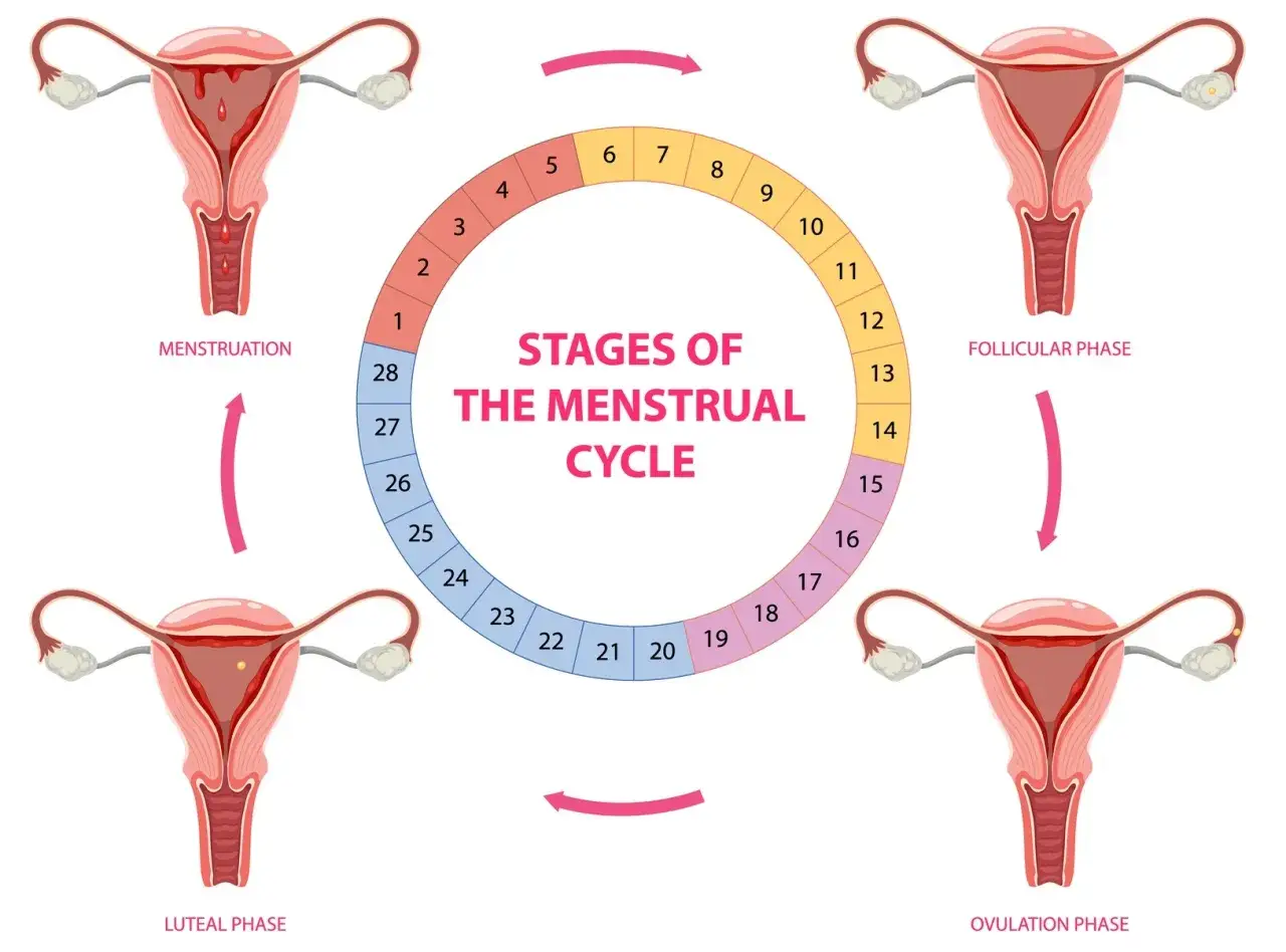 Ilustracja przedstawia fazy cyklu kobiety: menstruację, fazę folikularną, owulację i fazę lutealną, z zaznaczonymi dniami cyklu.