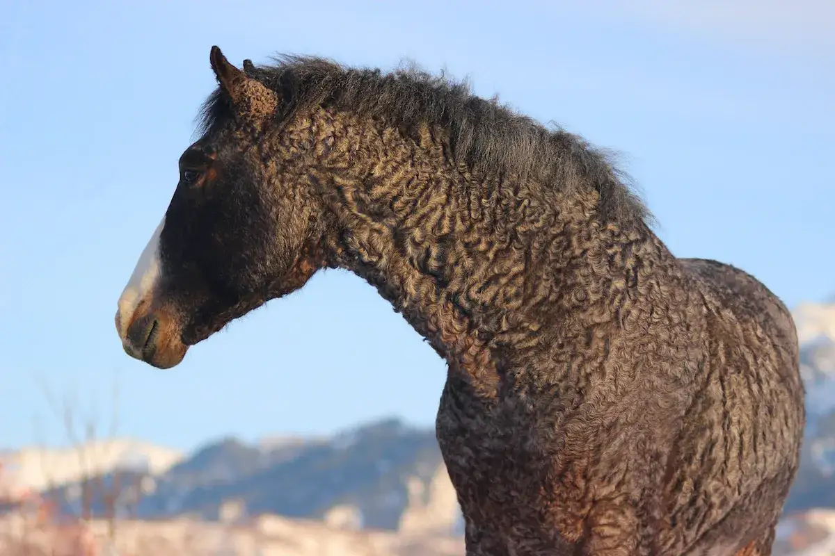 Ein Pferd mit lockigem Fell und einer weißen Blesse im Profil. Die curly horses sind perfekt an kalte Wintertage angepasst.
