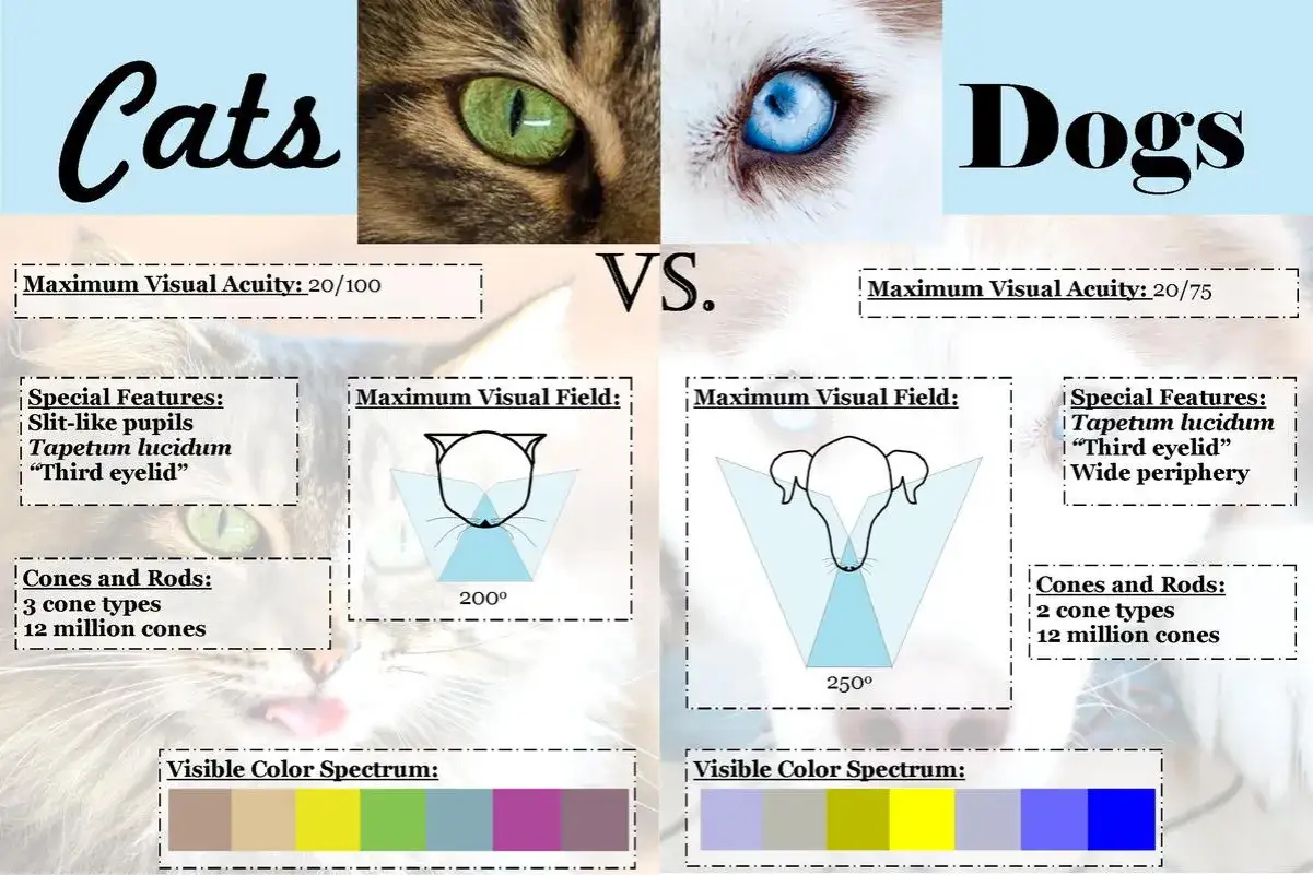 Comparaison visuelle entre chats et chiens, montrant comment les chats voient les humains avec un champ de vision de 200&deg; et un spectre de couleurs limit&eacute;.