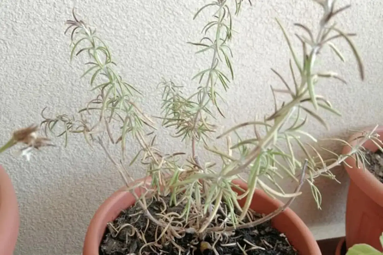 Pianta di rosmarino in vaso con alcune foglie gialle e secche, che necessita di cure.
