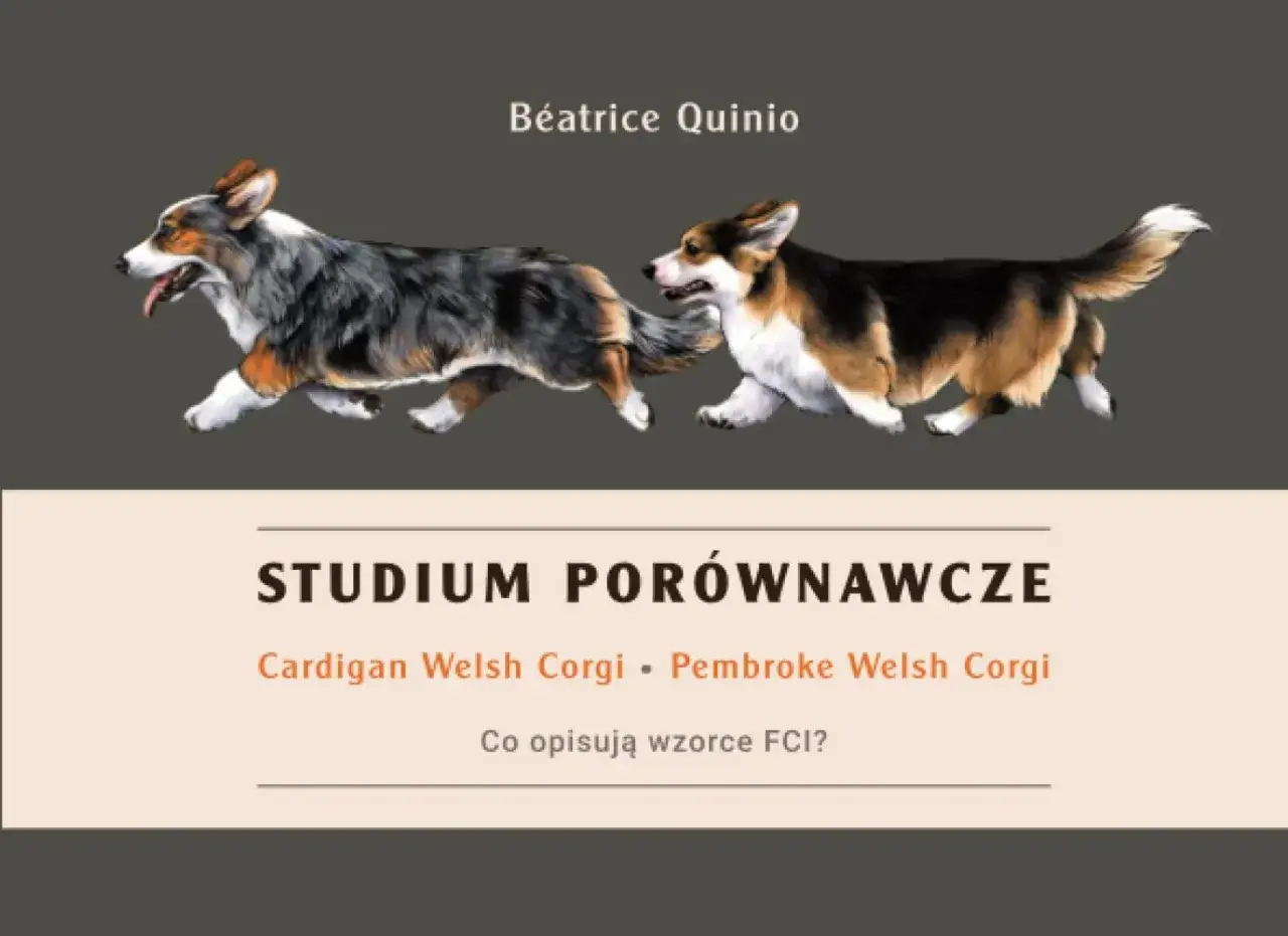 Dwa psy, jeden to Cardigan Welsh Corgi, drugi to Pembroke Welsh Corgi, biegną obok siebie.