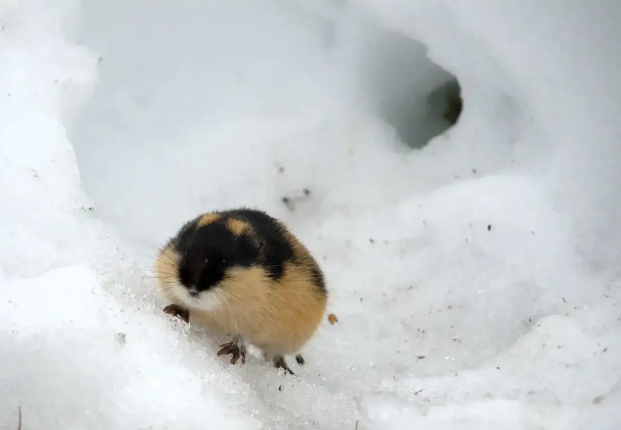 En lemming svenska, med sin karaktäristiska svarta och gulbruna päls, kikar fram ur snön.