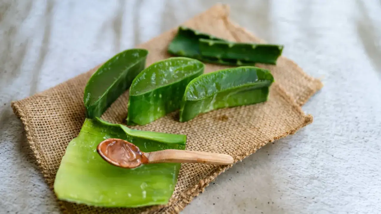 Tranches d'aloe vera comestible sur une toile de jute, avec une cuill&egrave;re en bois contenant le gel translucide.