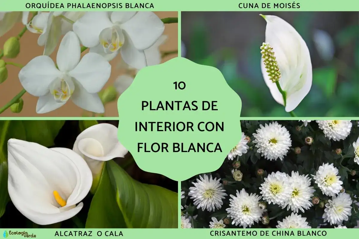 Orquídea, Cuna de Moisés, Alcatraz y Crisantemo, bellas plantas de interior con una delicada flor blanca.