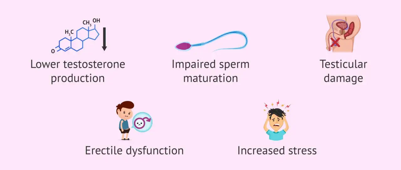L'alcool affecte négativement l'alcool et libido chez l'homme : baisse de testostérone, problèmes de sperme, dommages testiculaires, dysfonction érectile, stress accru.