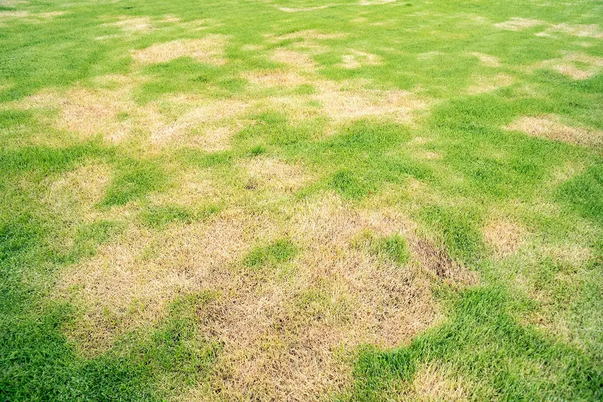 Patches of brown, dead grass are interspersed with green grass, raising the question: does borax kill grass?