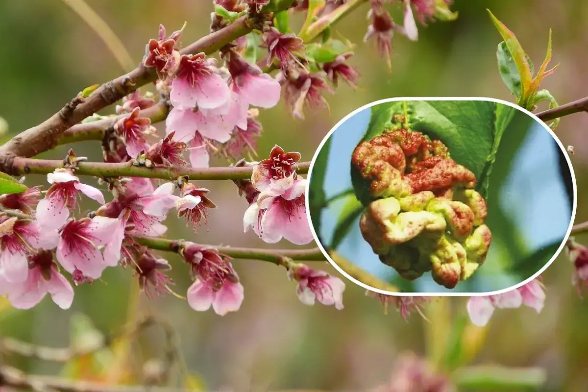 Fiori di pesco in primavera e un dettaglio di una foglia colpita dalla bolla del pesco, evidenziando la necessit&agrave; di trattamenti invernali.
