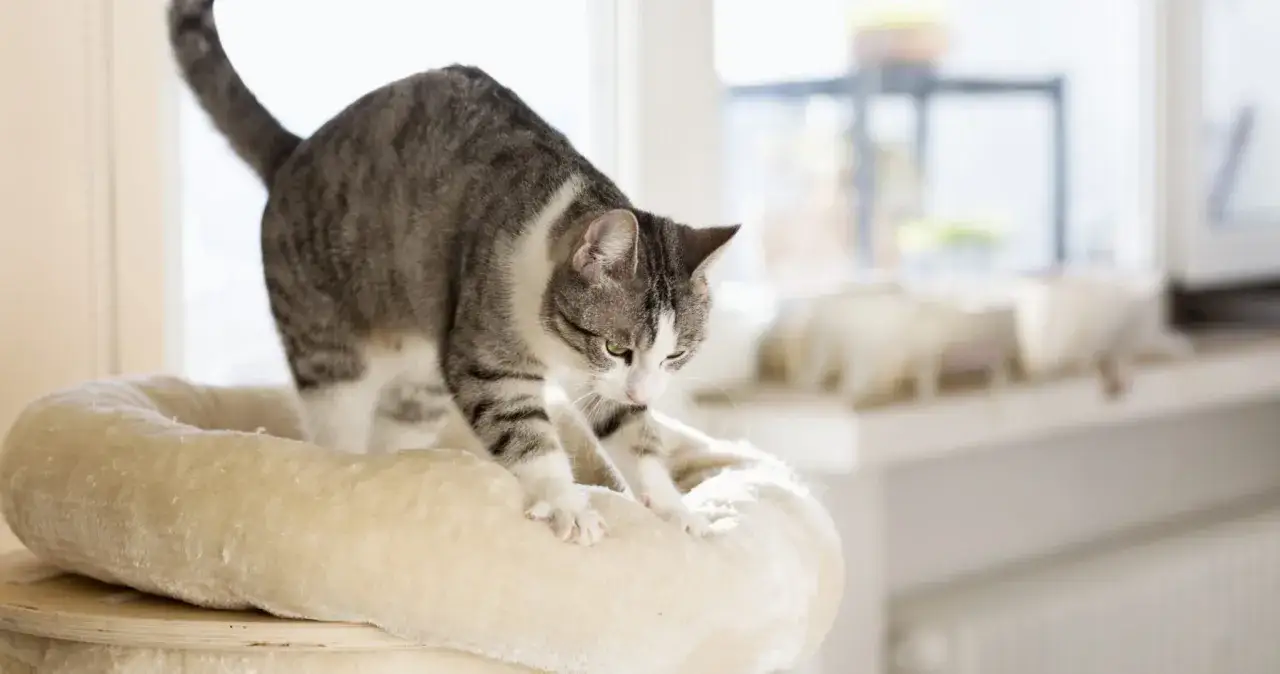 Un chat tigré blanc et gris patoune sur un coussin moelleux, ses pattes avant s'enfonçant doucement. C'est un signe de bien-être, peut-être se souvient-il de sa mère.
