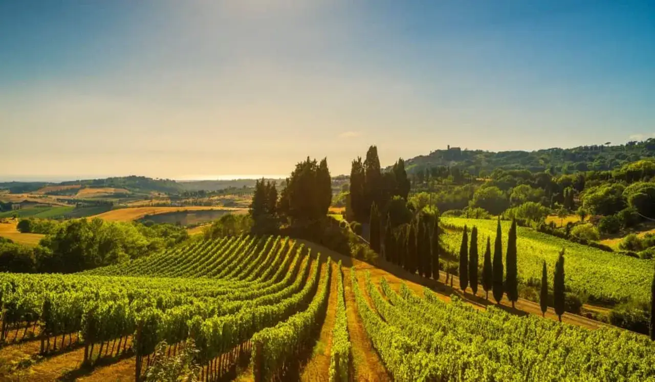 Vigneti rigogliosi sotto il sole della Maremma, con cipressi slanciati e colline all'orizzonte. Le cantine di questa terra offrono vini eccezionali.