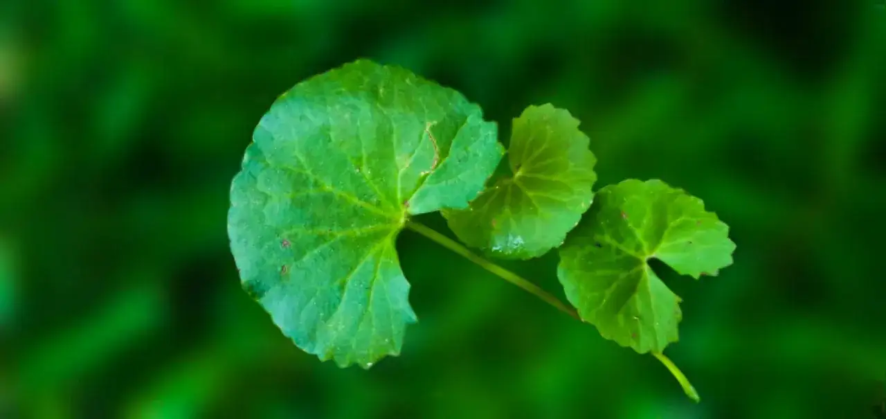 Zielone liście gotu kola, znane ze swoich wszechstronnych właściwości, delikatnie unoszą się na tle bujnej zieleni.