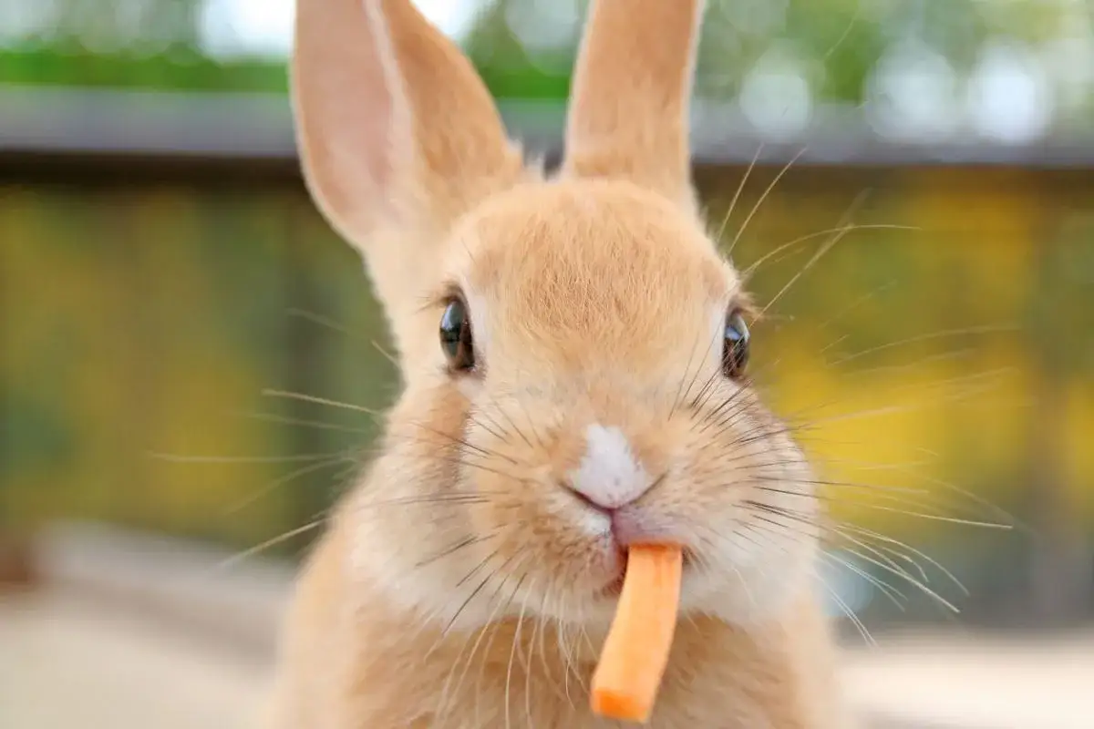 Conejo comiendo zanahoria, una de las frutas que pueden comer los conejos.