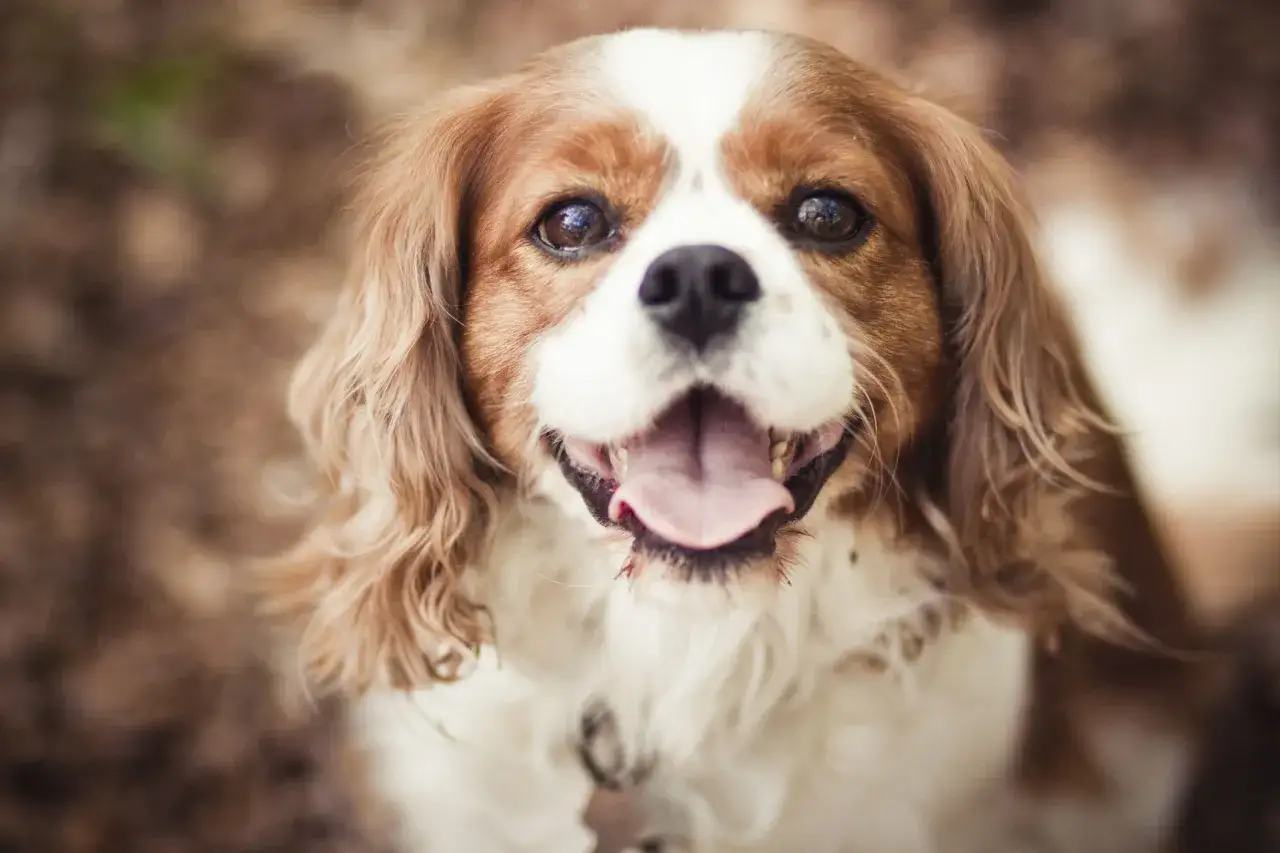 Uśmiechnięty cavalier king charles spaniel z błyszczącymi oczami i mokrym nosem, gotowy na przygodę.