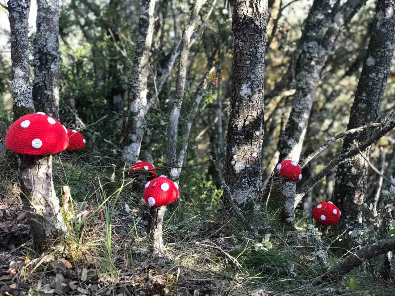 Hongos rojos tejidos adornan la ruta de los duendes en el bosque.