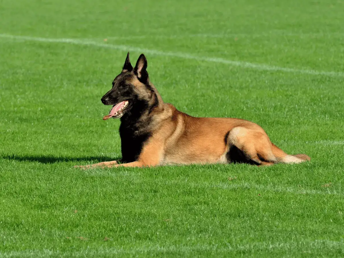 Un Malinois au repos sur l'herbe, sa langue pendante. Son **point faible du Malinois** ? Peut-être la chaleur, car il semble chercher à se rafraîchir.
