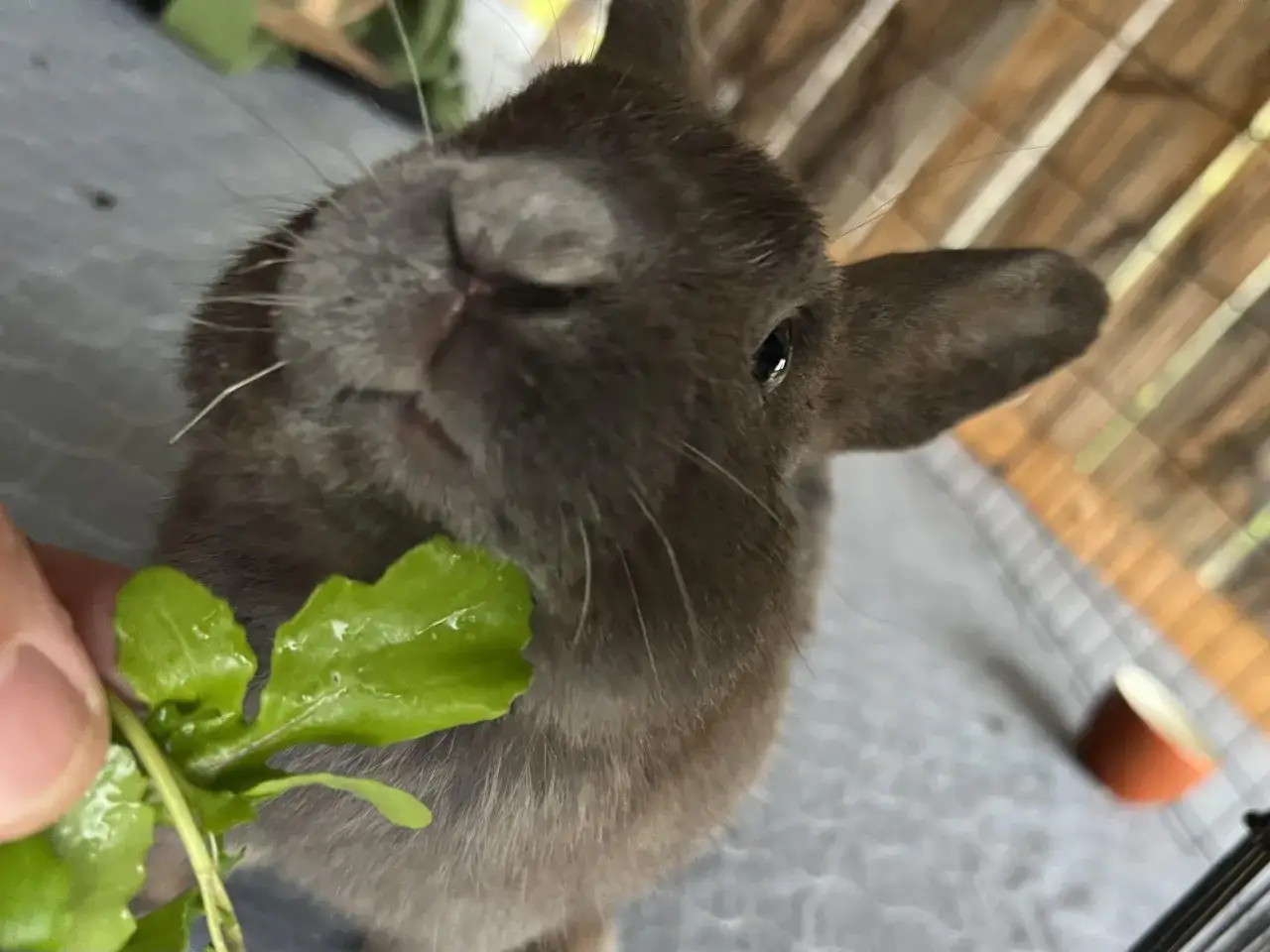 En söt kanin njuter av färsk ruccola som matas för hand.