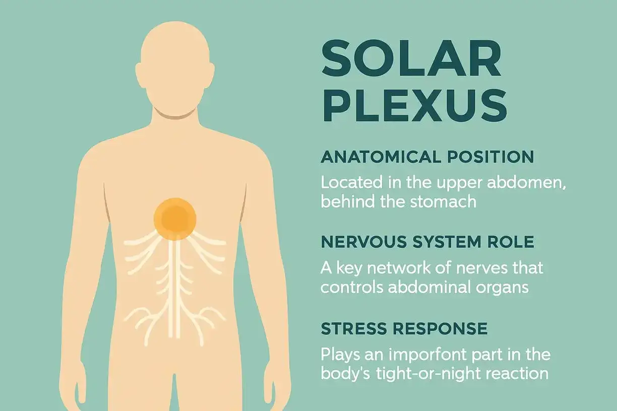 Illustration av solar plexus, ett nervn&auml;tverk i &ouml;vre buken. Kan ge kramp i solar plexus vid stress.